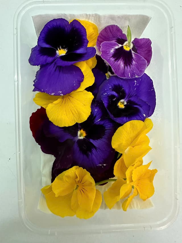 Hoa Păng-xê ( Hoa bướm loại lớn)