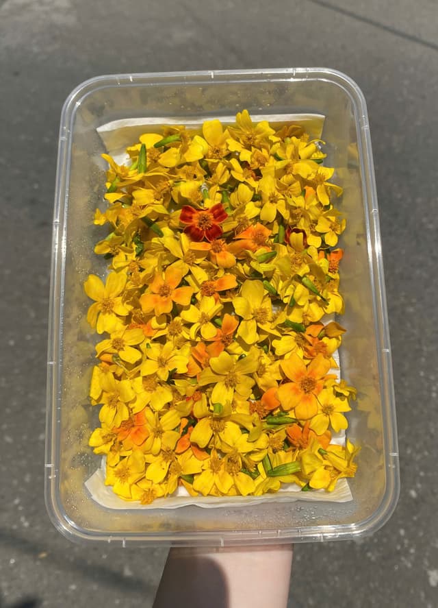 Hoa Cúc vàng chanh 